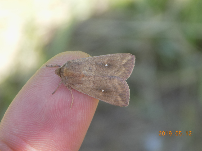 Mythimna albipuncta - fehérpettyes rétibagoly