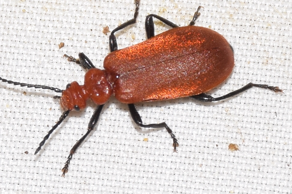 Pyrochroa serraticornis - közép-bíborbogár