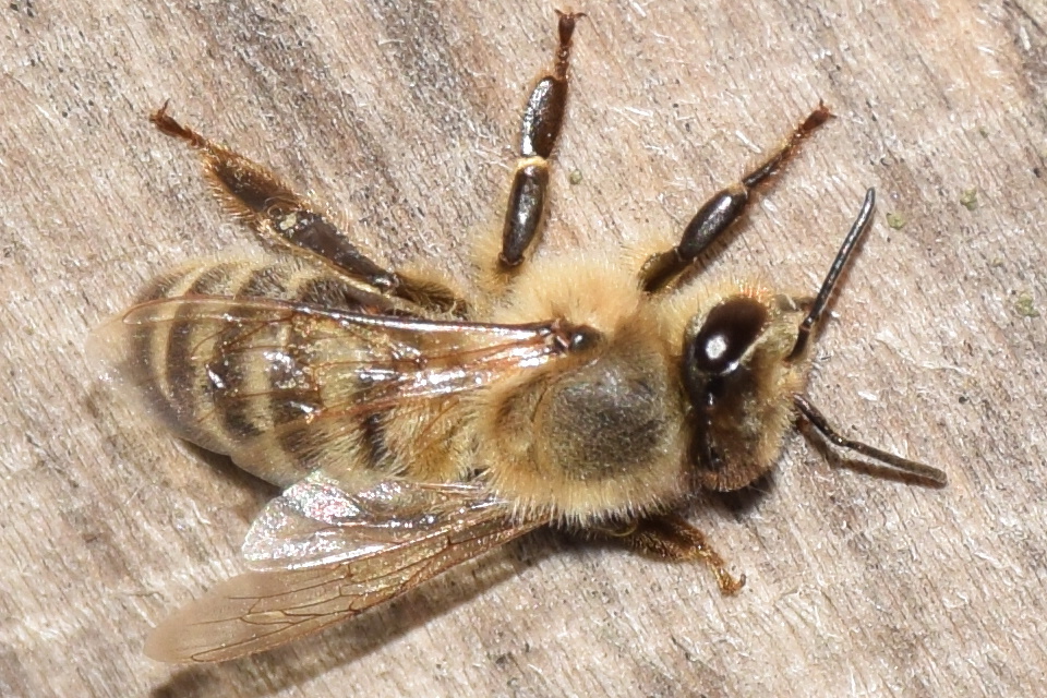 Apis mellifera - háziméh