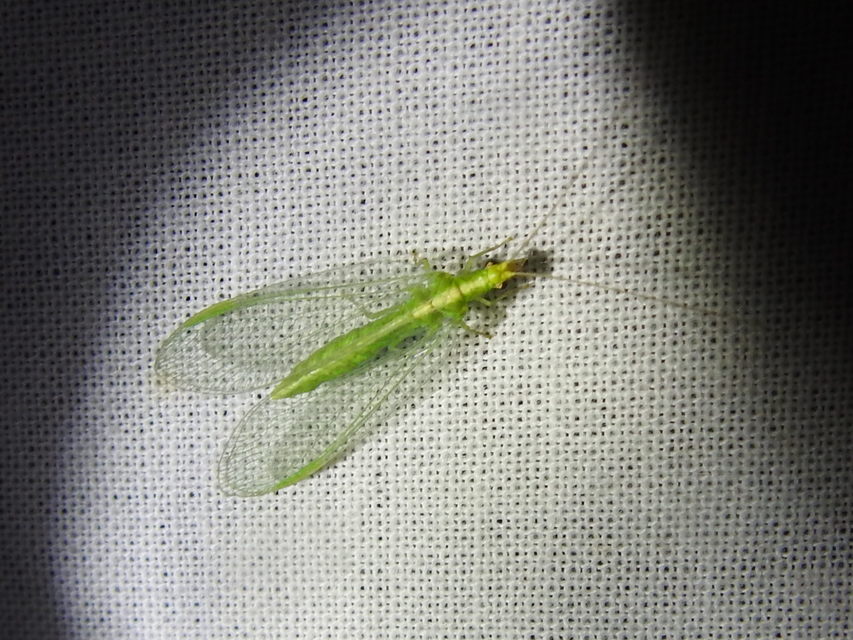 Chrysopidae - zöldfátyolkák