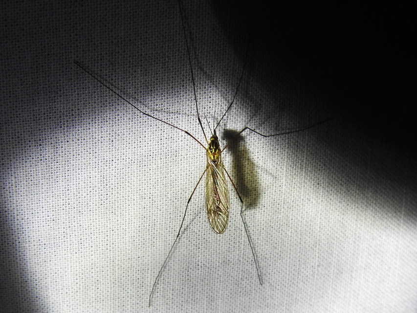 Nephrotoma