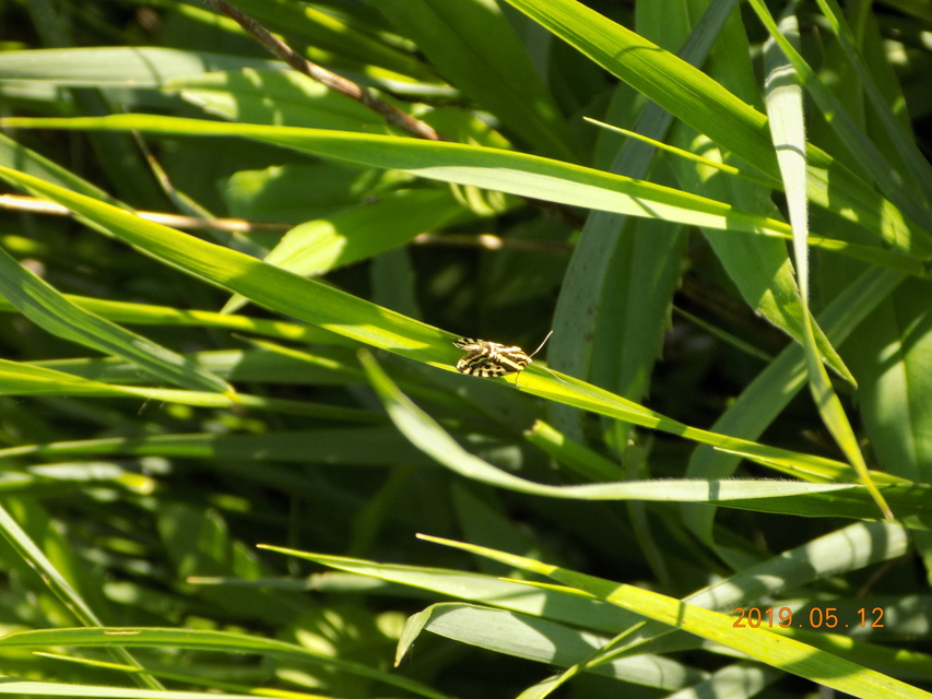 Emmelia trabealis - zebrabagoly
