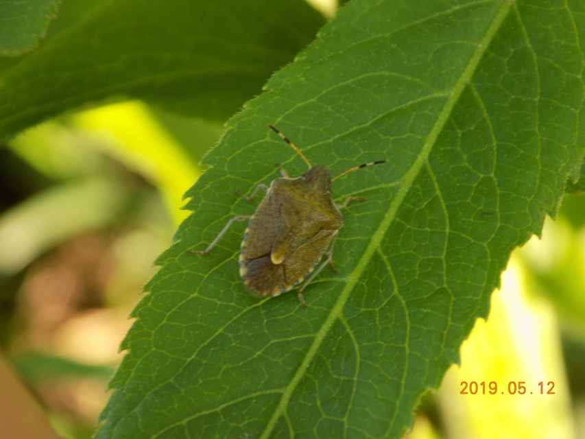 Peribalus strictus - tavaszi címerespoloska Peribalus strictus - tavaszi címerespoloska