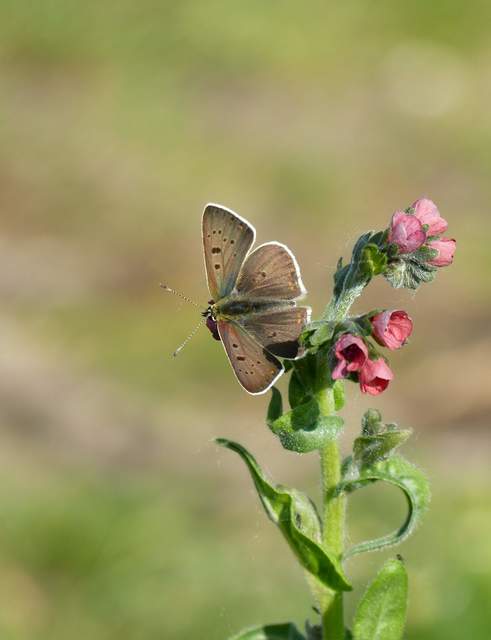 Lycaena tityrus - barna tűzlepke