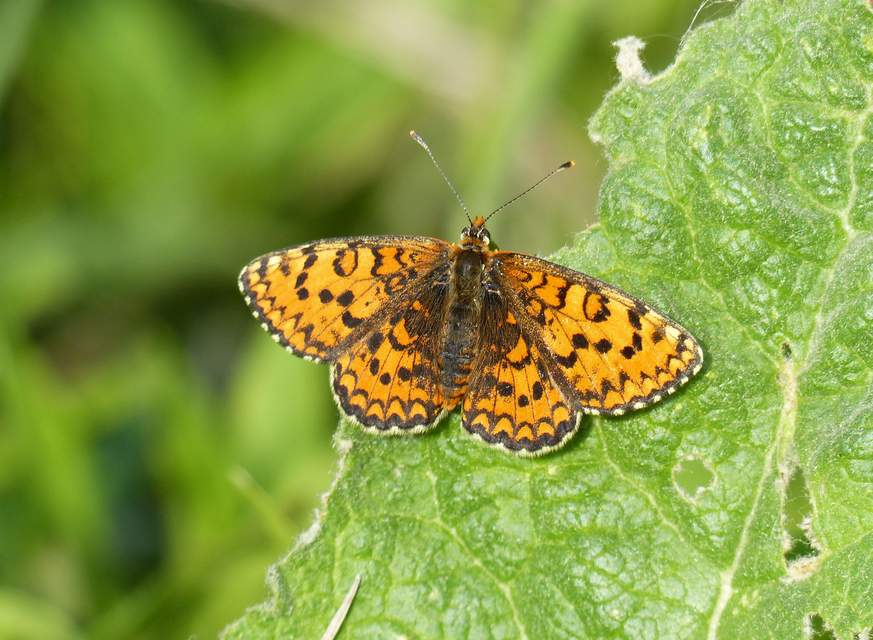 Melitaea trivia - kis tarkalepke
