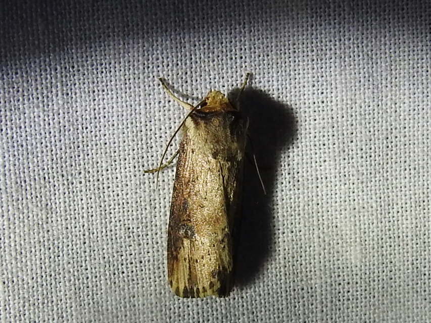 Axylia putris - vonalkás földibagoly
