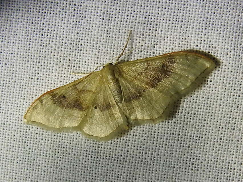 Idaea degeneraria - barnasávos araszoló