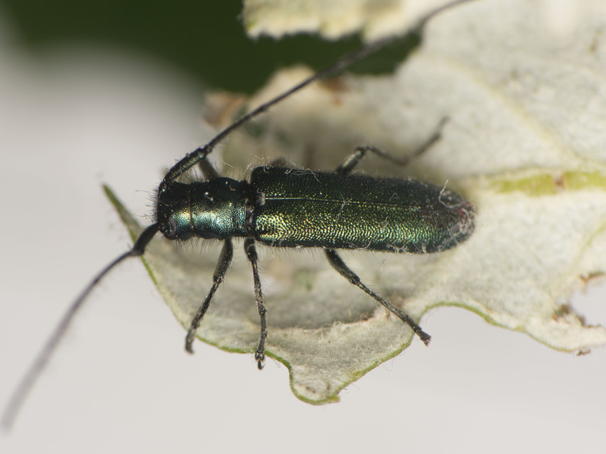 Agapanthia violacea - kék somkórócincér
