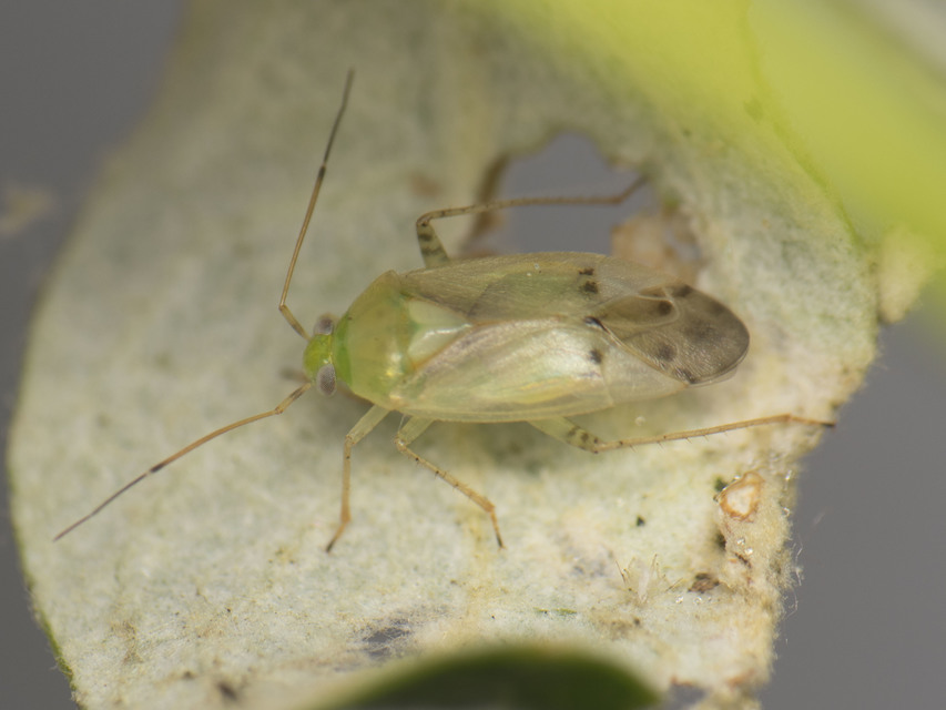 Lygus gemellatus - világoszöld mezeipoloska