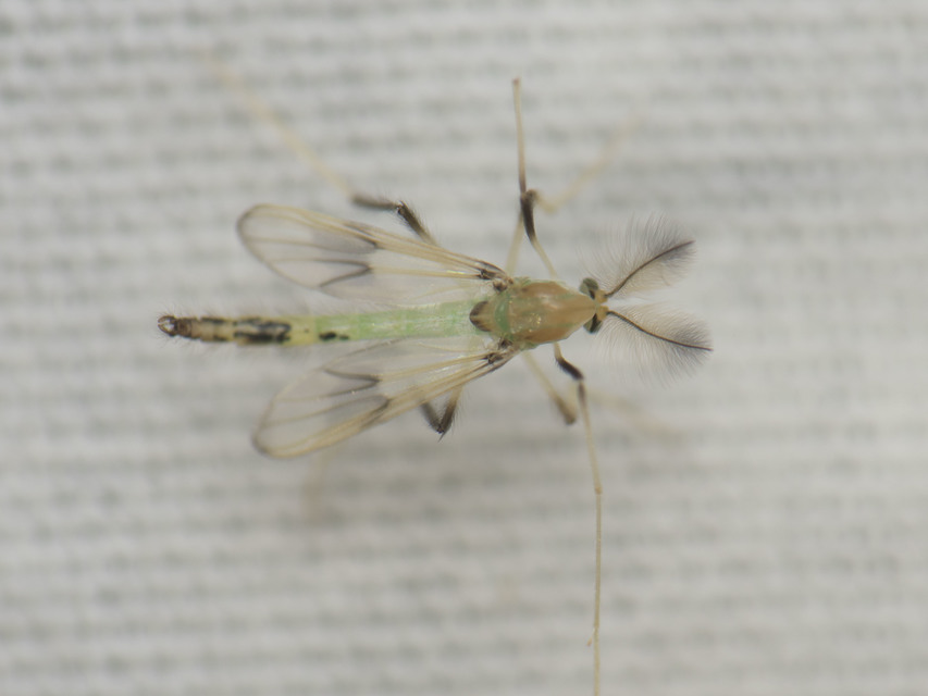 Stenochironomus gibbus