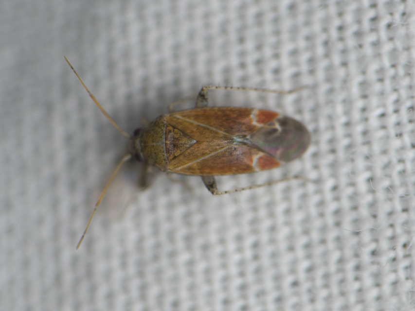 Psallus Psallus