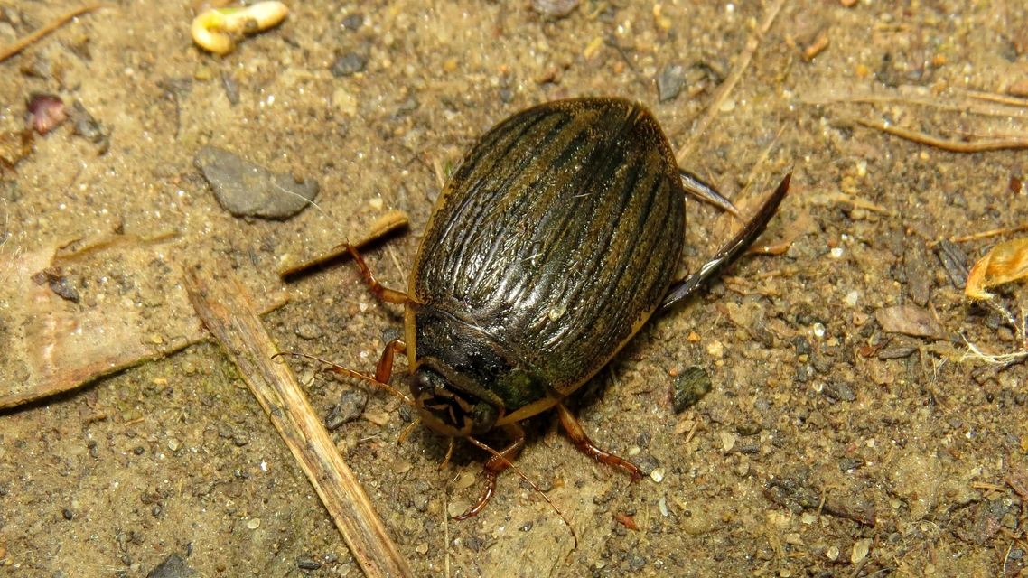 Acilius sulcatus - gyűrűscombú barázdáscsíkbogár