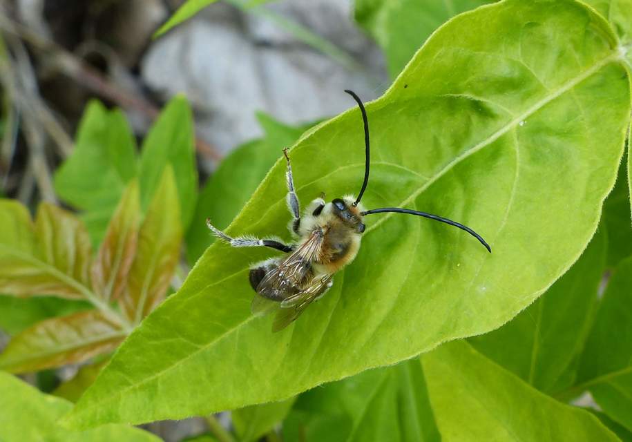 Eucera