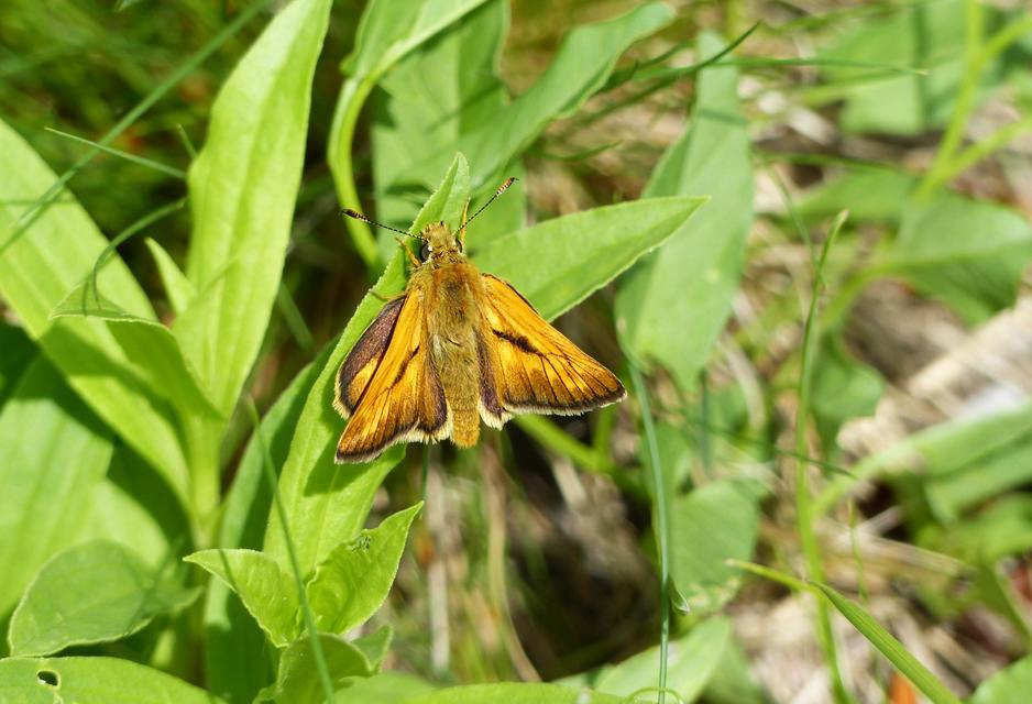 Ochlodes sylvanus - erdei busalepke