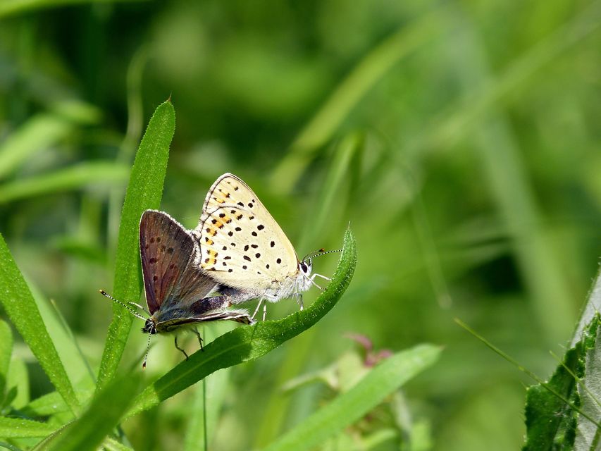 Lycaena tityrus - barna tűzlepke