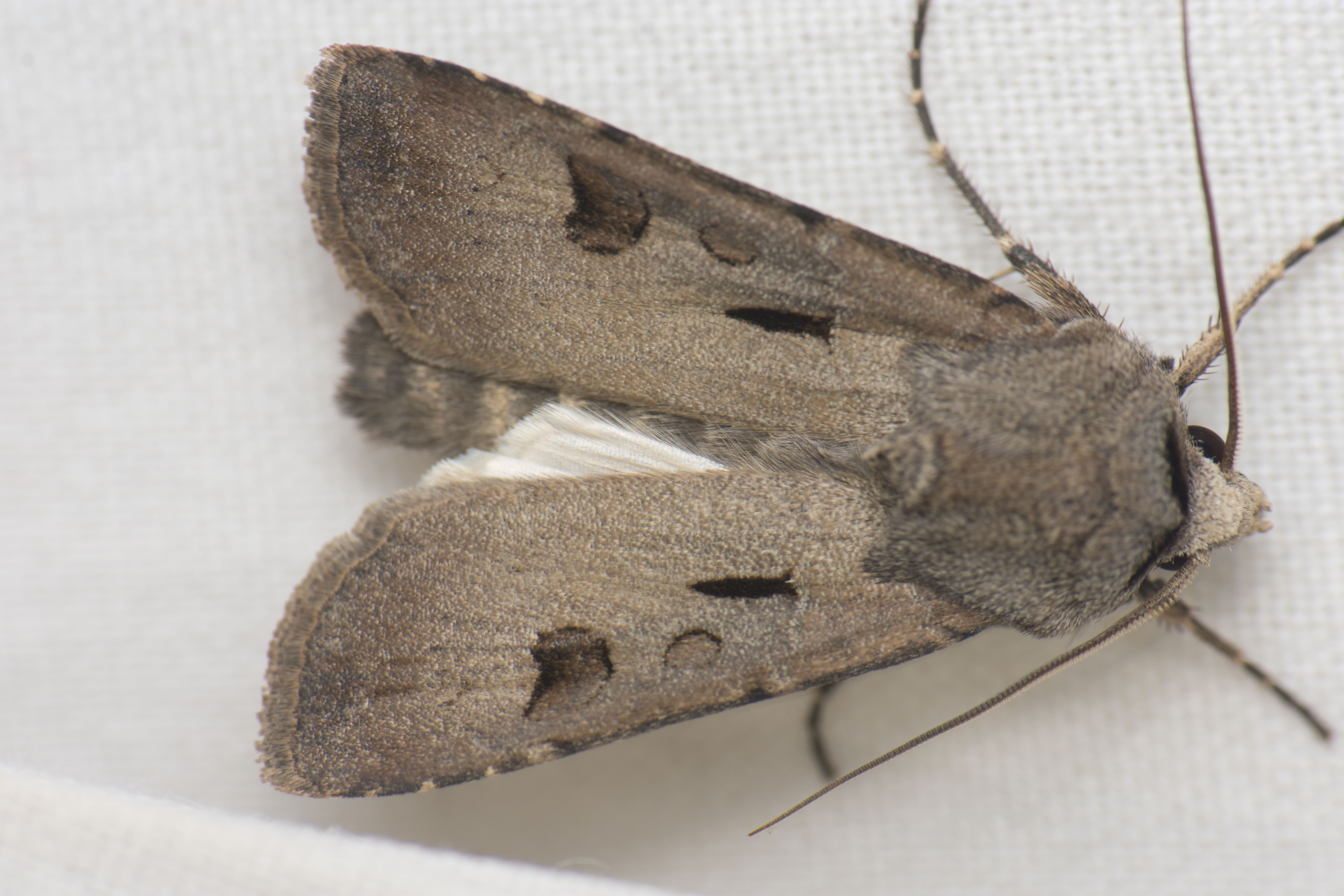 Agrotis exclamationis - felkiáltójeles földibagoly