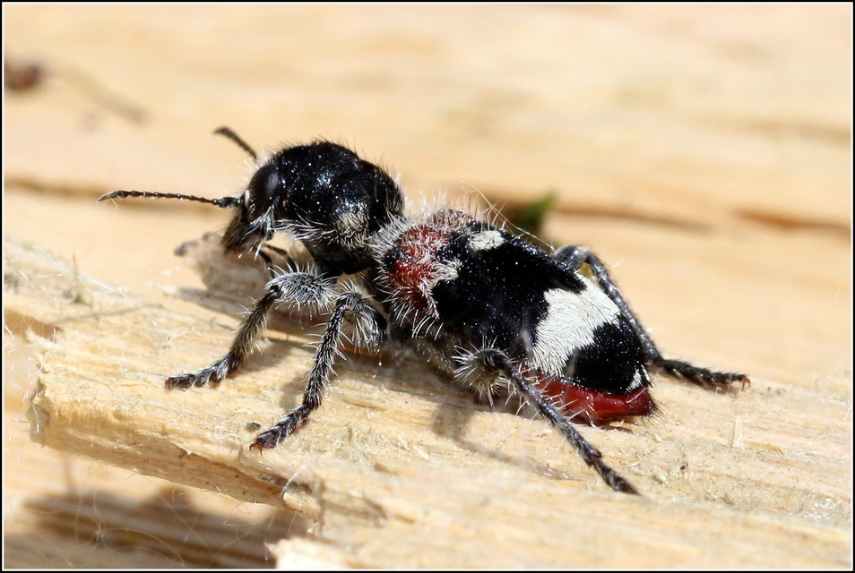 Clerus mutillarius - feketenyakú szúfarkas