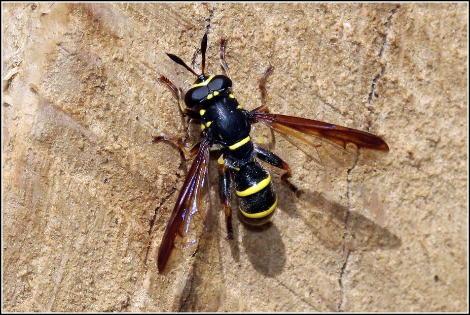 Sphiximorpha subsessilis - galagonya orsócsápúlégy