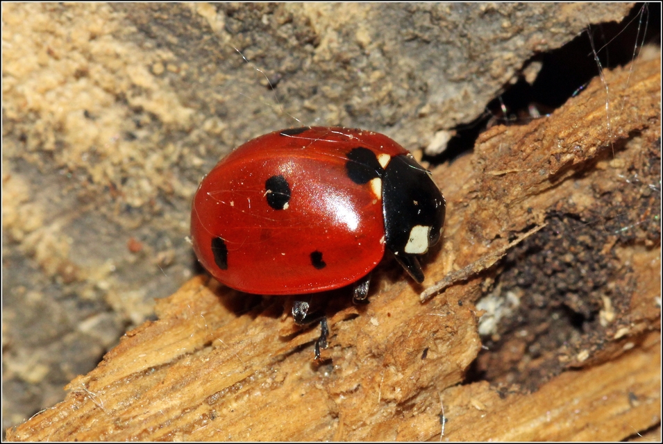 Coccinella septempunctata - hétpettyes katica