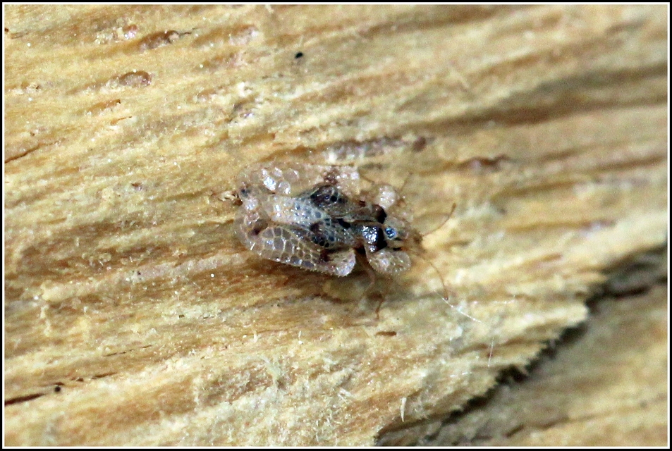 Corythucha arcuata - tölgy-csipkéspoloska