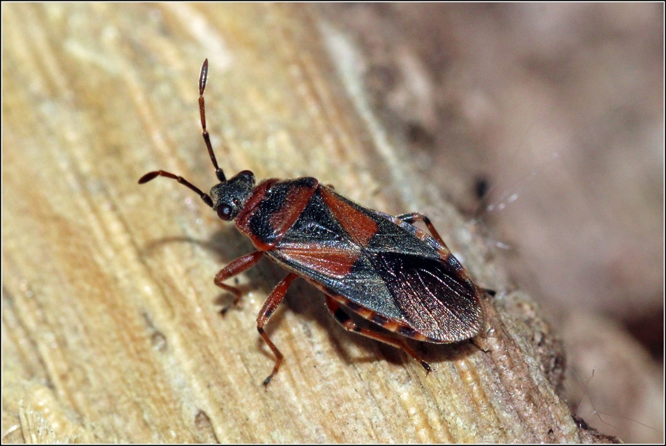 Arocatus melanocephalus