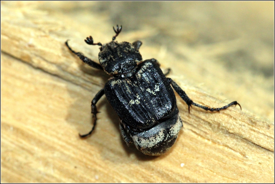 Valgus hemipterus - suta virágbogár