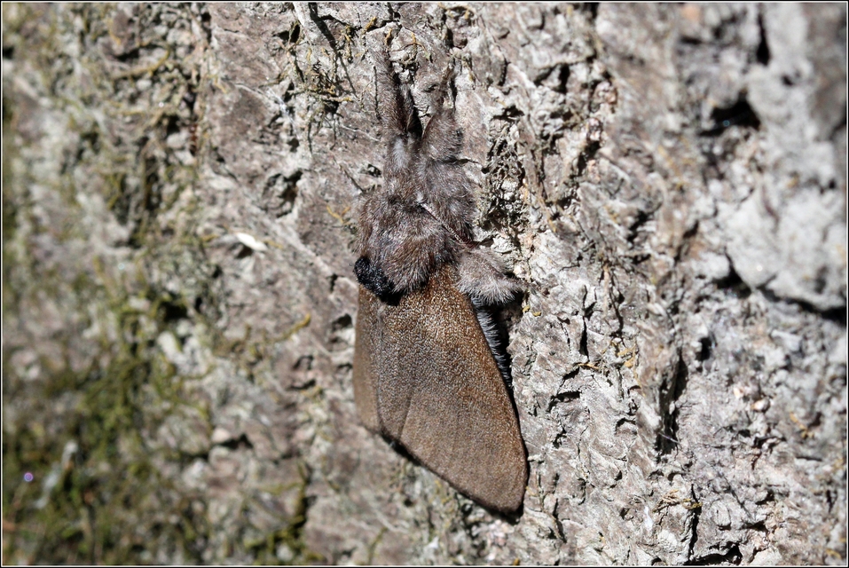 Calliteara pudibunda - hamvasszövő
