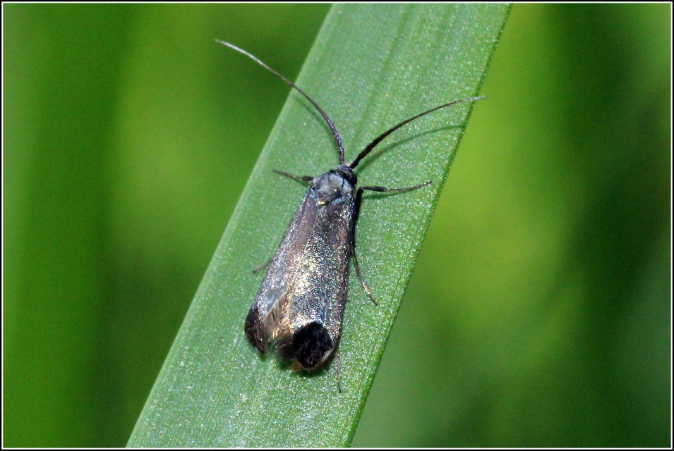Adelidae - hosszúcsápú-tőrösmolyfélék