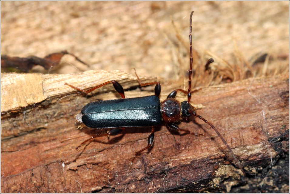 Phymatodes testaceus - változékony korongcincér