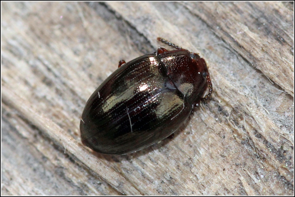 Scaphidema metallicum - fémzöld taplóbogár