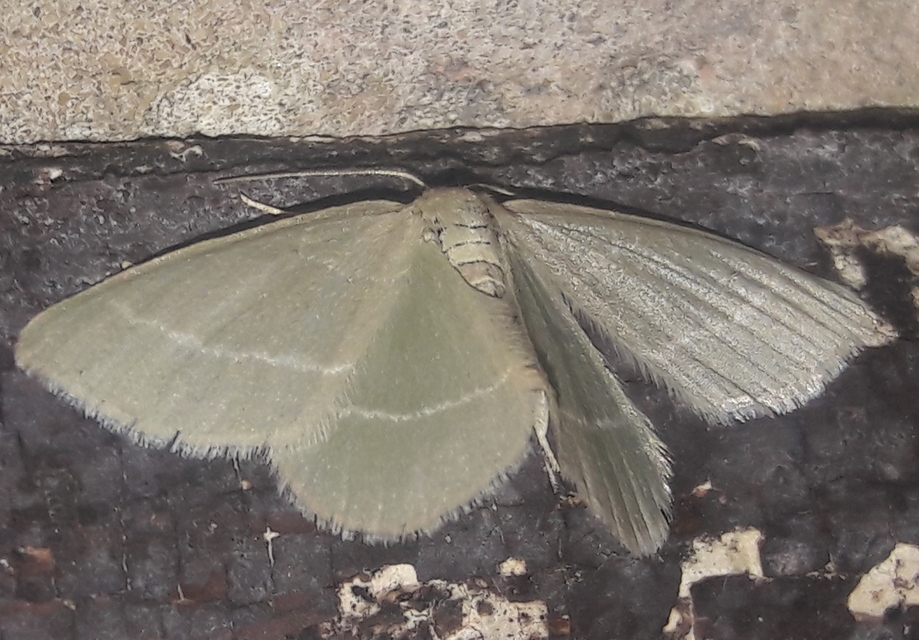 Chlorissa viridata/cloraria