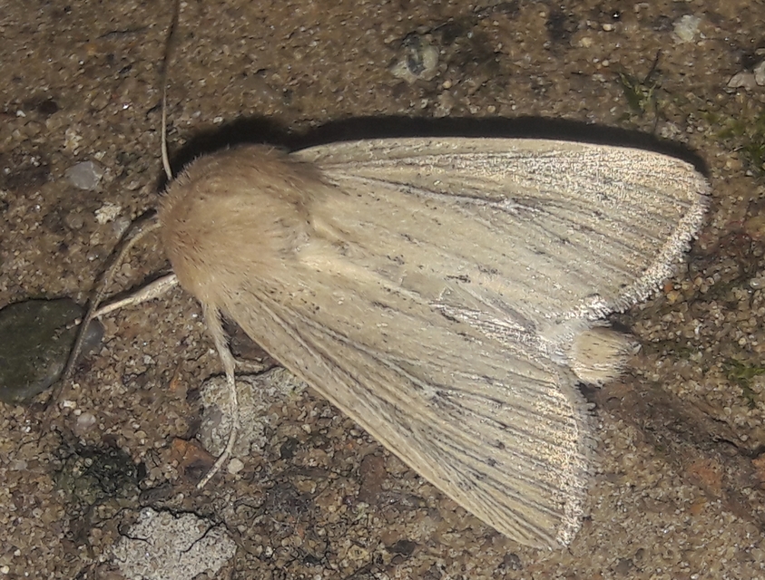 Leucania obsoleta - pontozott rétibagoly