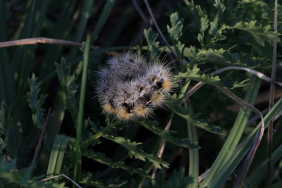 Rhyparia purpurata - bíborszínű medvelepke