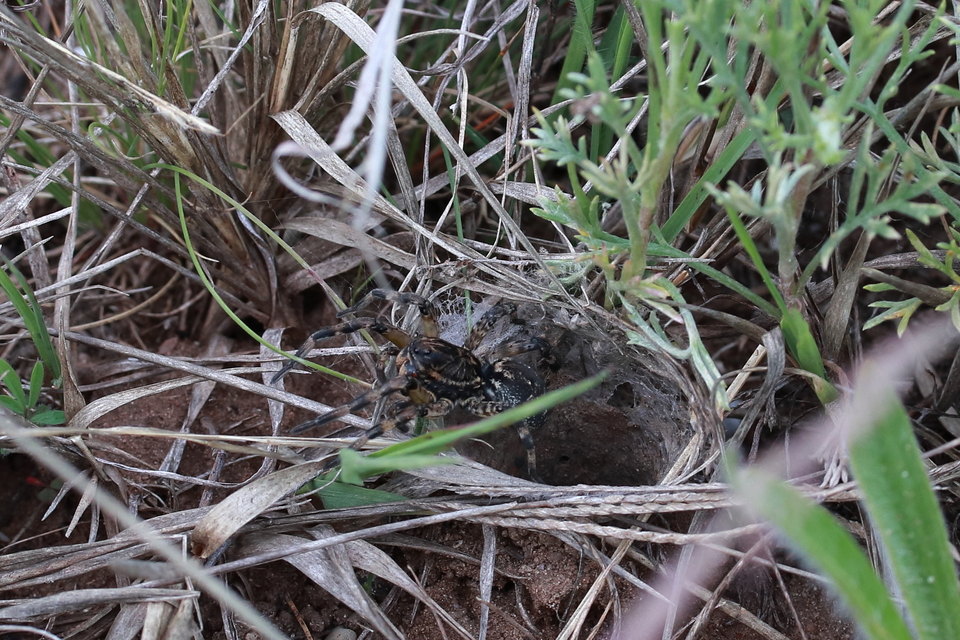 Geolycosa vultuosa - pokoli cselőpók