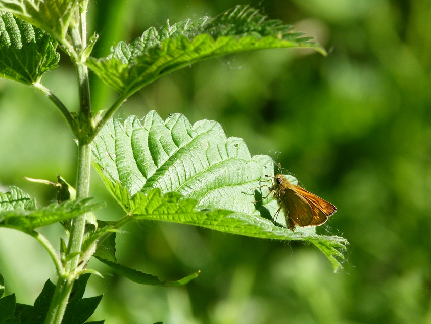 Ochlodes sylvanus - erdei busalepke