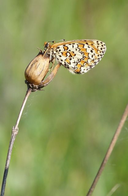 Melitaea trivia - kis tarkalepke