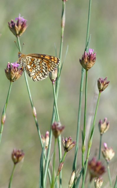 Melitaea phoebe - nagy tarkalepke