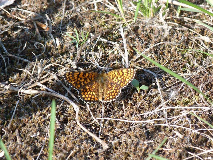 Melitaea phoebe - nagy tarkalepke