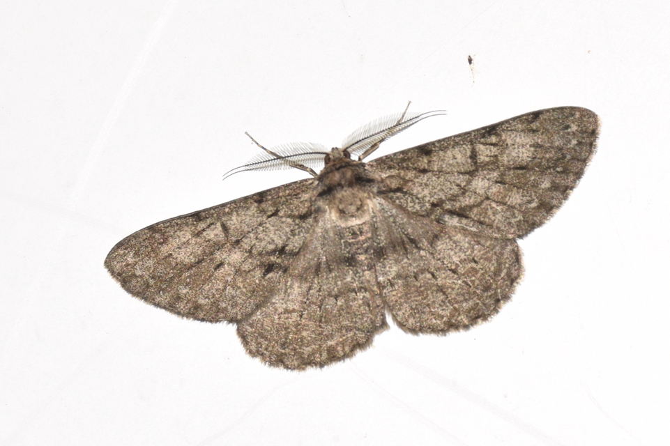 Hypomecis roboraria - nagy tölgyfaaraszoló