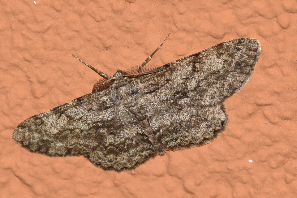 Hypomecis roboraria - nagy tölgyfaaraszoló