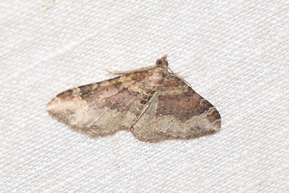 Xanthorhoe ferrugata - kerti tarkaaraszoló