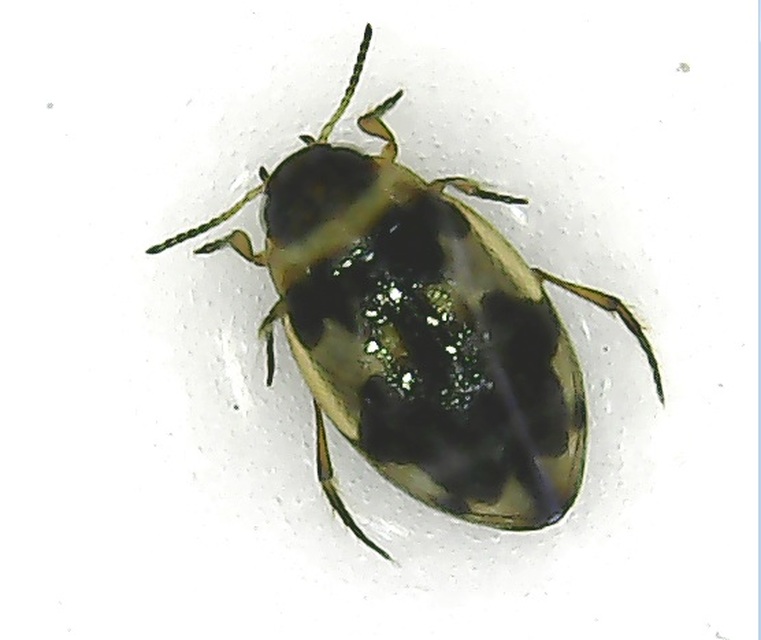 Bidessus nasutus - tarka törpecsíkbogár