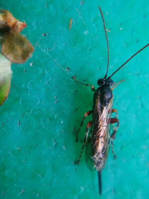 Itoplectis maculator