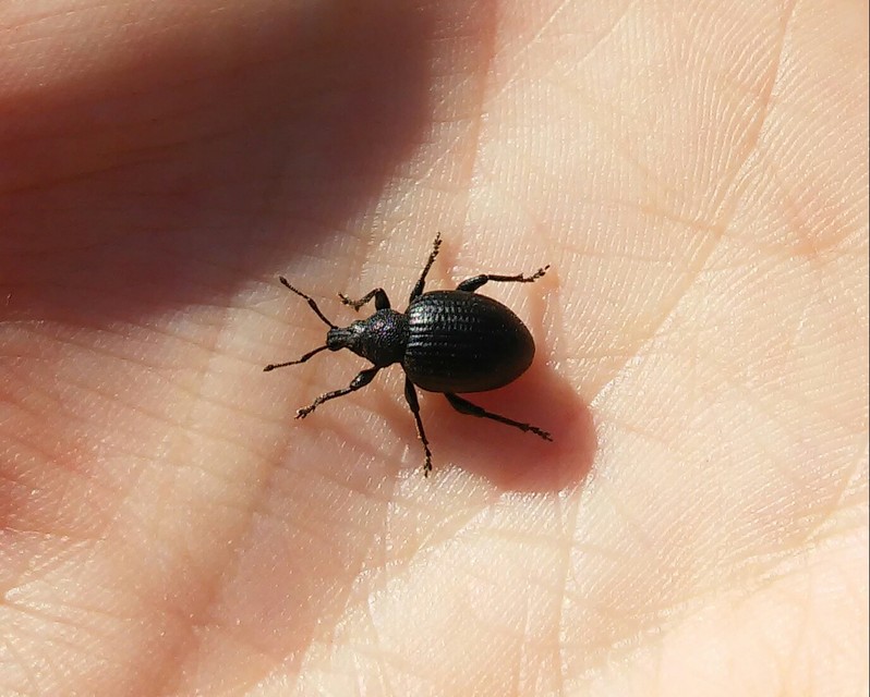 Otiorhynchus catenulatus - gyászos gyalogormányos