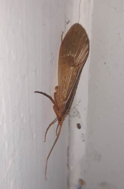 Trichoptera - Tegzesek