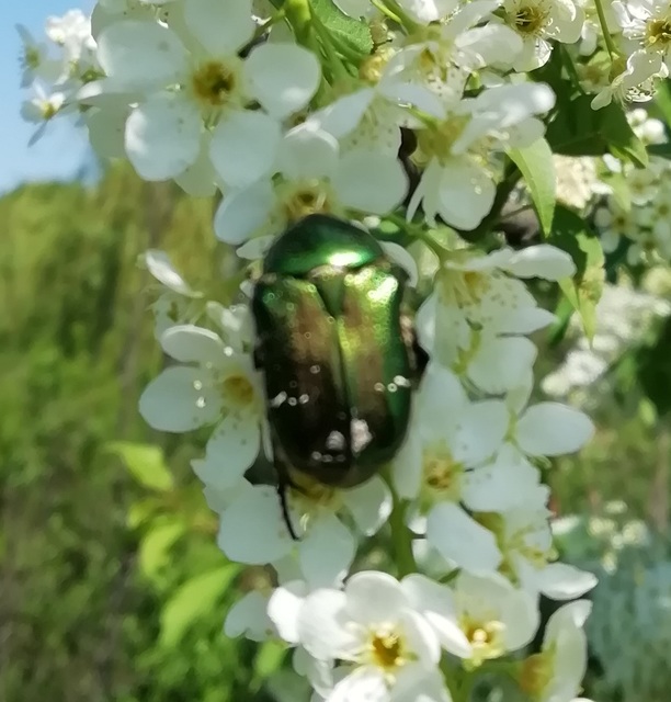 Cetonia aurata - aranyos virágbogár