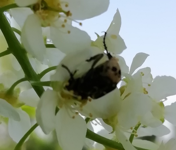 Valgus hemipterus - suta virágbogár