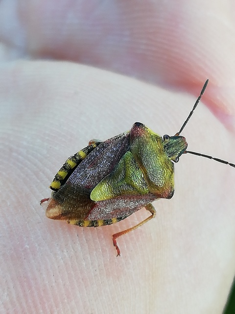 Carpocoris Carpocoris