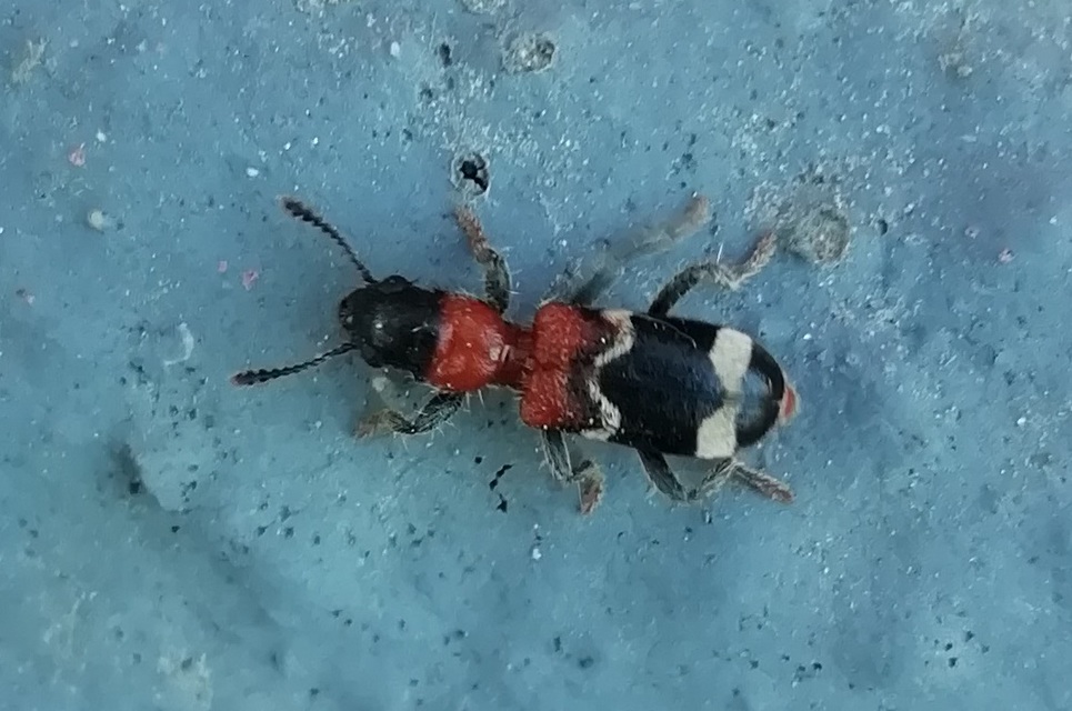 Thanasimus formicarius - vörösnyakú szúfarkas