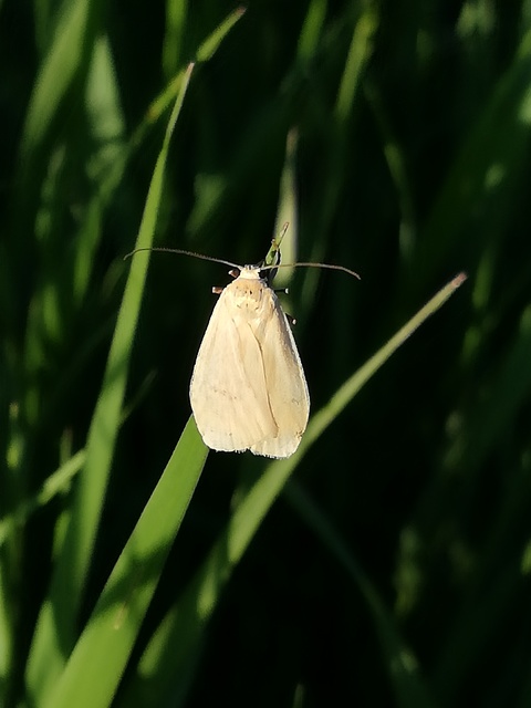 Eilema sororcula - sárga zuzmószövő